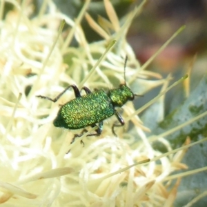 Eleale aspera at Canning Mills, WA - 11 Sep 2019 11:47 AM
