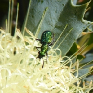 Eleale aspera at Canning Mills, WA - 11 Sep 2019 11:47 AM