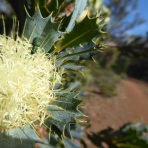 Eleale aspera at Canning Mills, WA - 11 Sep 2019 11:47 AM