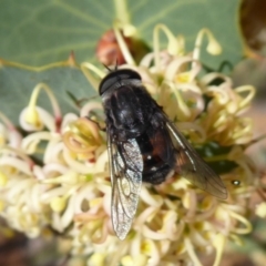 Unidentified True fly (Diptera) at Canning Mills, WA - 11 Sep 2019 by Christine