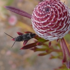 Unidentified Beetle (Coleoptera) at Canning Mills, WA - 11 Sep 2019 by Christine