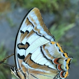 Charaxes sempronius at Murrumbateman, NSW - 15 May 2022