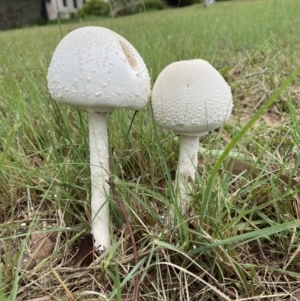 Macrolepiota dolichaula at Duffy, ACT - 15 May 2022