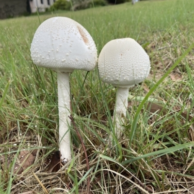 Macrolepiota dolichaula (Macrolepiota dolichaula) at Duffy, ACT - 15 May 2022 by AJB