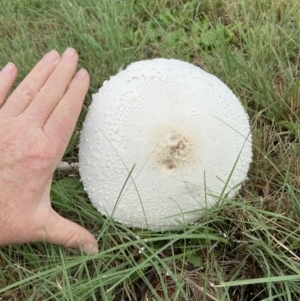 Macrolepiota dolichaula at Duffy, ACT - 15 May 2022