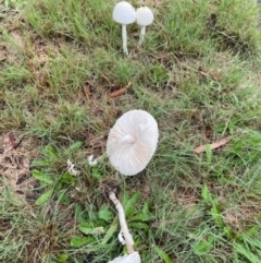 Macrolepiota dolichaula at Duffy, ACT - 15 May 2022