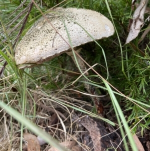 Macrolepiota dolichaula at Duffy, ACT - 15 May 2022