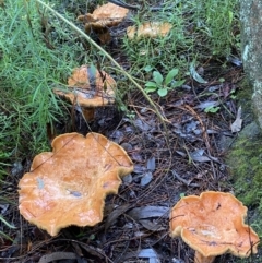 Lactarius deliciosus (Saffron Milkcap) at Stromlo, ACT - 15 May 2022 by AJB