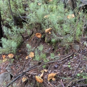 Lactarius deliciosus at Stromlo, ACT - 15 May 2022 01:07 PM