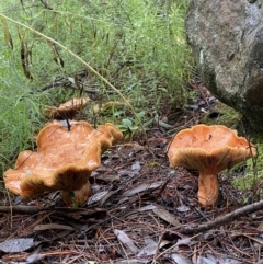 Lactarius deliciosus at Stromlo, ACT - 15 May 2022 01:07 PM