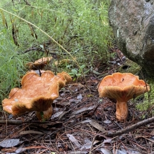 Lactarius deliciosus at Stromlo, ACT - 15 May 2022