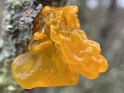 Tremella mesenterica (Witch's Butter or Yellow Brain) at Stromlo, ACT - 15 May 2022 by AJB