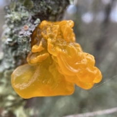 Tremella mesenterica (Witch's Butter or Yellow Brain) at Stromlo, ACT - 15 May 2022 by AJB