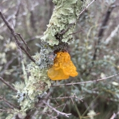 Tremella mesenterica at Stromlo, ACT - 15 May 2022 01:58 PM