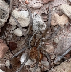 Lycosidae (family) (Wolf spider) at Lightning Ridge, NSW - 26 Apr 2022 by SimoneC