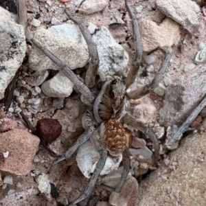 Lycosidae (family) at Lightning Ridge, NSW - 26 Apr 2022 01:33 PM