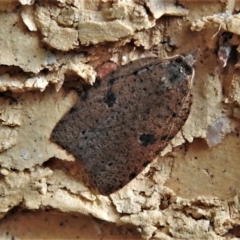 Meritastis polygraphana (Mottled Bell Moth) at Wanniassa, ACT - 13 May 2022 by JohnBundock