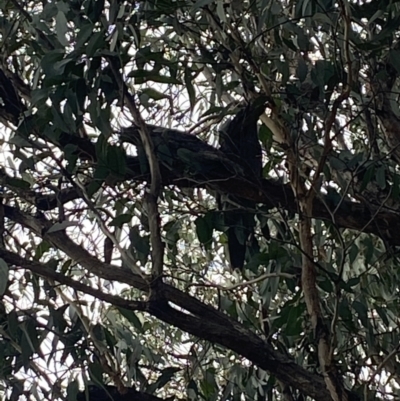 Podargus strigoides (Tawny Frogmouth) at Mulligans Flat - 15 May 2022 by 1pepsiman