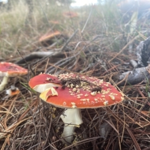 Amanita muscaria at O'Connor, ACT - 14 May 2022