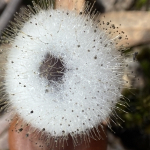 Mucorales at Stromlo, ACT - 14 May 2022