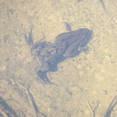 Crinia sp. (genus) (A froglet) at Denman Prospect 2 Estate Deferred Area (Block 12) - 14 May 2022 by AJB