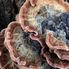 Xylobolus illudens (Purplish Stereum) at Stromlo, ACT - 16 May 2022 by AJB