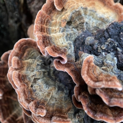 Xylobolus illudens (Purplish Stereum) at Piney Ridge - 16 May 2022 by AJB