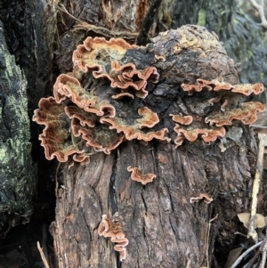 Xylobolus illudens at Stromlo, ACT - 16 May 2022