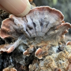 Xylobolus illudens at Stromlo, ACT - 16 May 2022