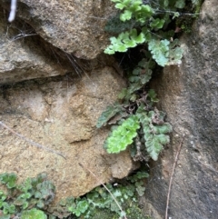 Pleurosorus rutifolius (Blanket Fern) at Stromlo, ACT - 15 May 2022 by AJB