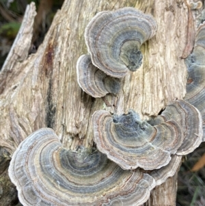 Trametes versicolor at Paddys River, ACT - suppressed