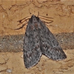 Chlenias nodosus (A geometer moth) at Wanniassa, ACT - 14 May 2022 by JohnBundock