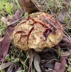 Bolete sp. at Stromlo, ACT - 15 May 2022 by AJB
