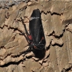 Eurymeloides lineata at Wanniassa, ACT - 14 May 2022