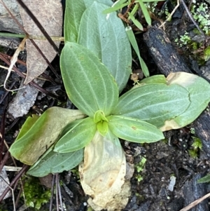 Centaurium sp. at Jerrabomberra, NSW - 15 May 2022