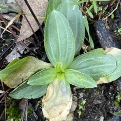 Centaurium sp. at Jerrabomberra, NSW - 15 May 2022