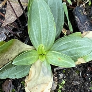 Centaurium sp. at Jerrabomberra, NSW - 15 May 2022