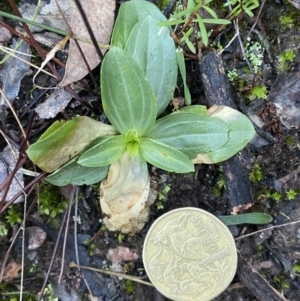 Centaurium sp. at Jerrabomberra, NSW - 15 May 2022