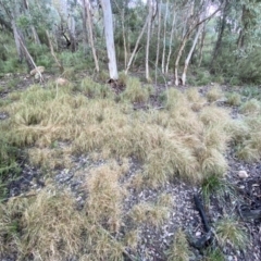 Rytidosperma pallidum (Red-anther Wallaby Grass) at Jerrabomberra, NSW - 15 May 2022 by SteveBorkowskis