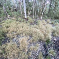 Rytidosperma pallidum (Red-anther Wallaby Grass) at Mount Jerrabomberra - 15 May 2022 by Steve_Bok