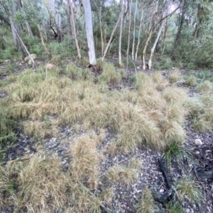 Rytidosperma pallidum at Jerrabomberra, NSW - 15 May 2022