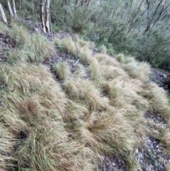 Rytidosperma pallidum at Jerrabomberra, NSW - 15 May 2022