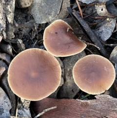 zz agaric (stem; gills white/cream) at Jerrabomberra, NSW - 15 May 2022 by SteveBorkowskis