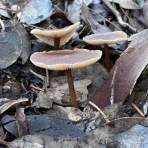 zz agaric (stem; gills white/cream) at Jerrabomberra, NSW - 15 May 2022 04:21 PM