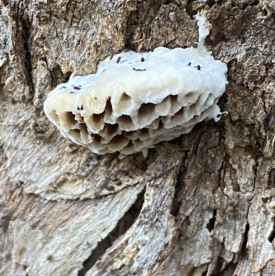 Hexagonia vesparia (Wasp Nest Polypore) at QPRC LGA - 15 May 2022 by Steve_Bok