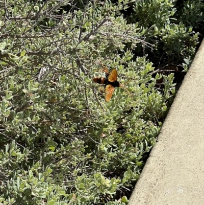 Unidentified Spider wasp (Pompilidae) at Parkes, NSW - 4 May 2022 by SimoneC