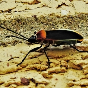 Dindymus versicolor at Wanniassa, ACT - 13 May 2022