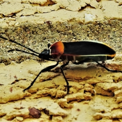Dindymus versicolor (Harlequin Bug) at Wanniassa, ACT - 13 May 2022 by JohnBundock
