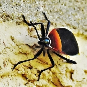 Dindymus versicolor at Wanniassa, ACT - 13 May 2022