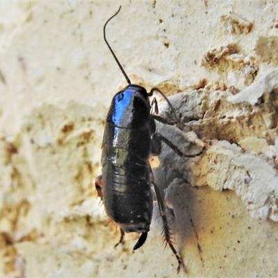 Platyzosteria melanaria (Common Eastern Litter Runner) at Wanniassa, ACT - 13 May 2022 by JohnBundock